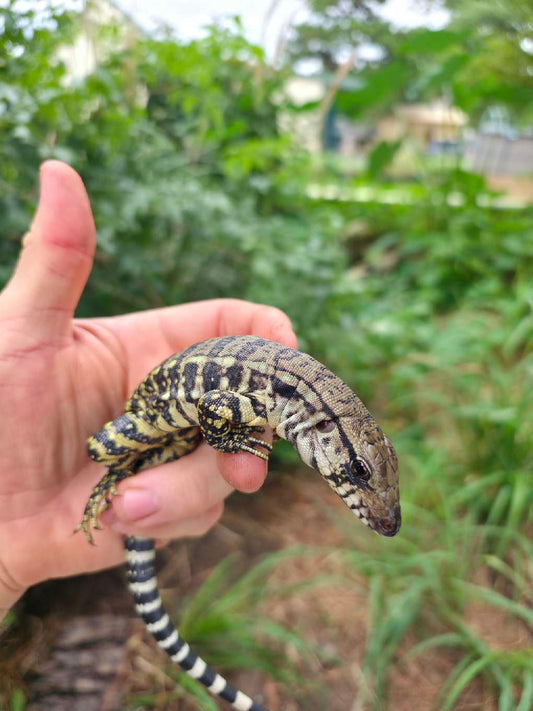 Female Blue Tegu- JJ x Tiffany