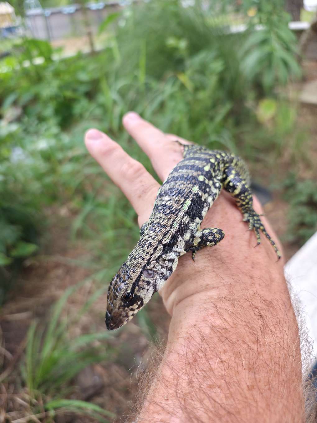 Female Blue Tegu- JJ x Tiffany