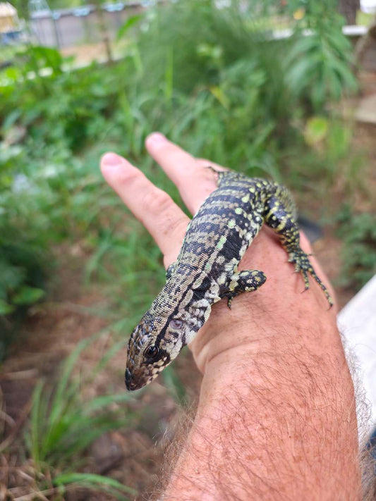 Female Blue Tegu- JJ x Tiffany