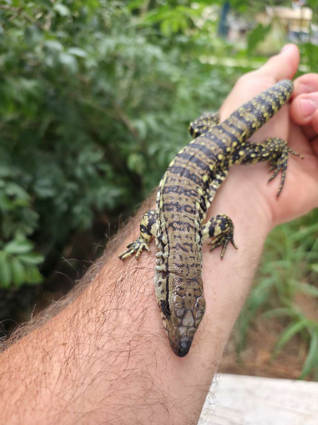 Female Blue Tegu- JJ x Tiffany