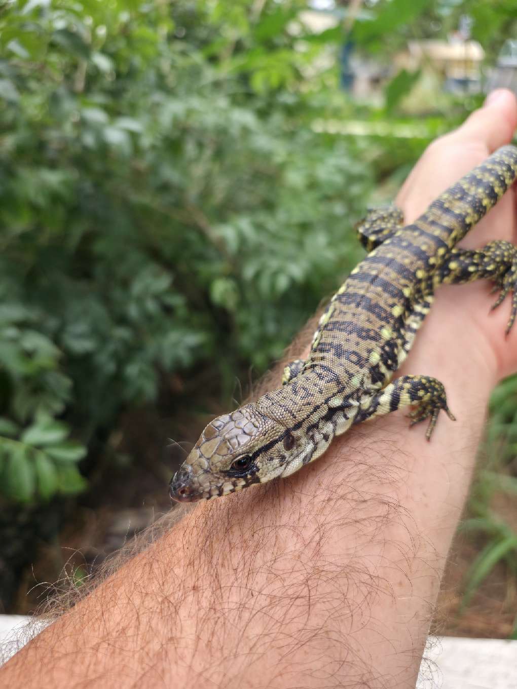 Female Blue Tegu- JJ x Tiffany