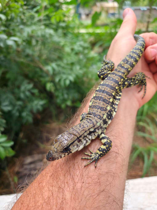 Female Blue Tegu- JJ x Tiffany