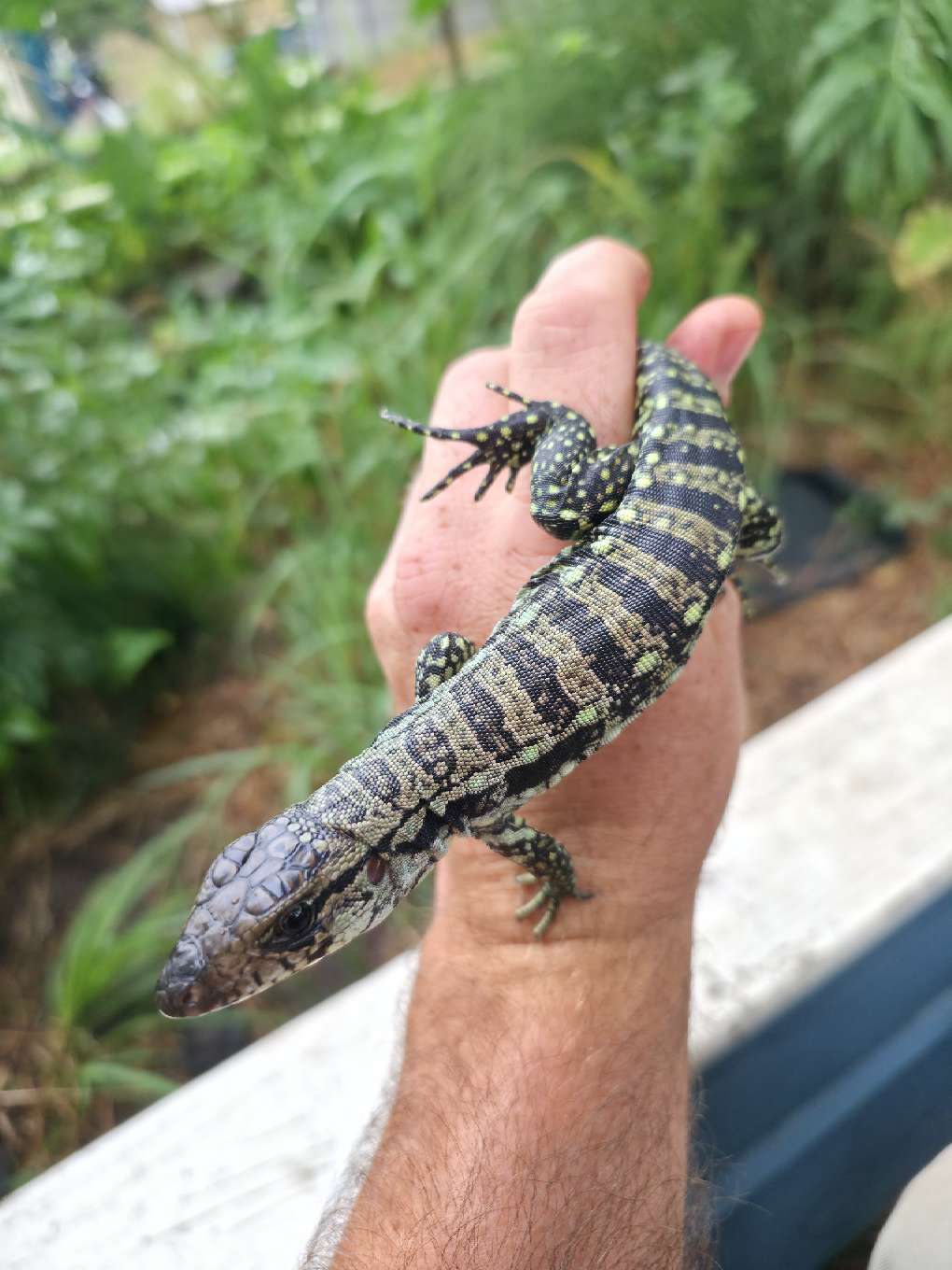 Male Blue Tegu- Aang x Tails