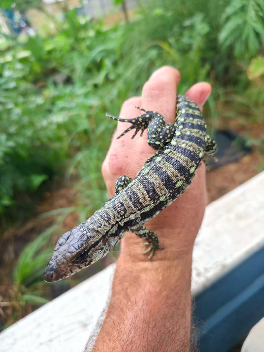 Male Blue Tegu- Aang x Tails