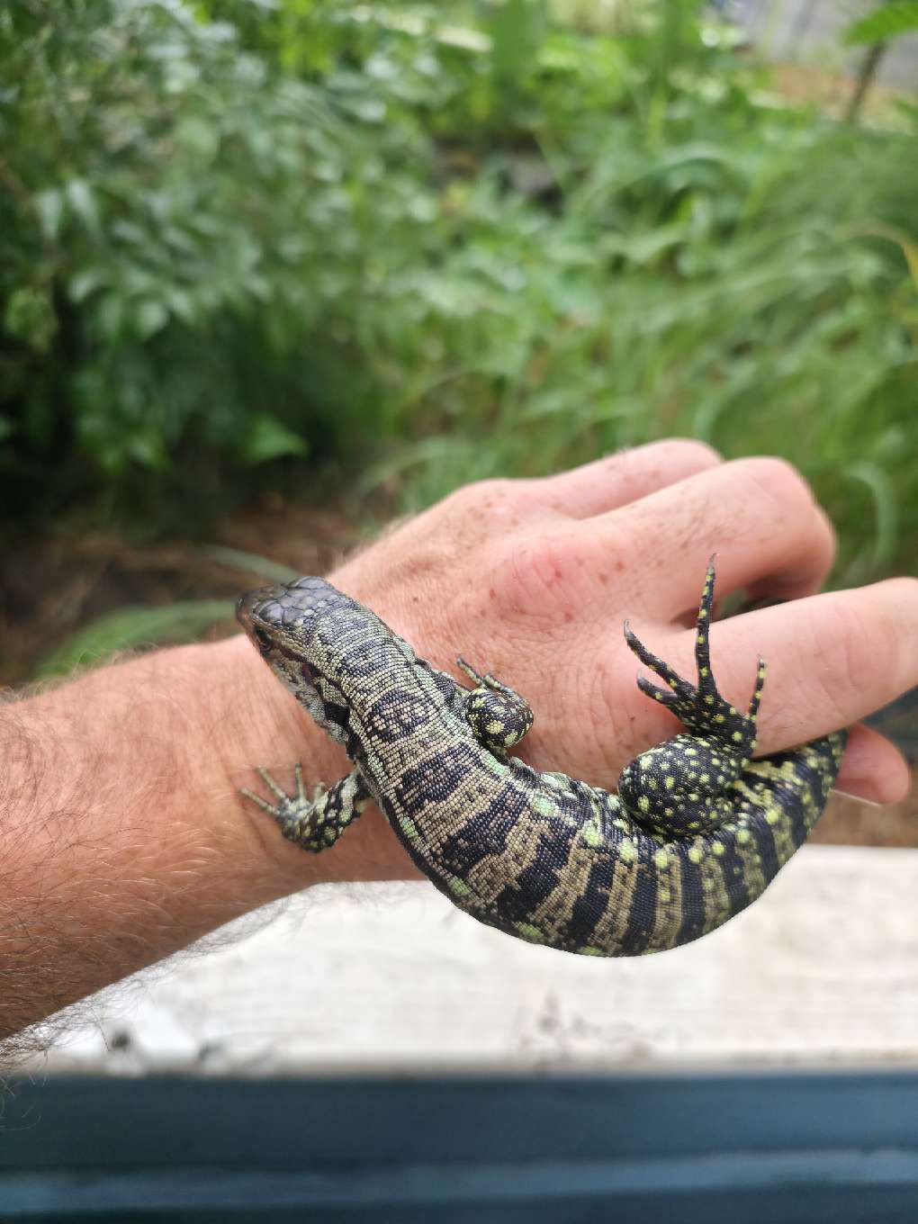 Male Blue Tegu- Aang x Tails