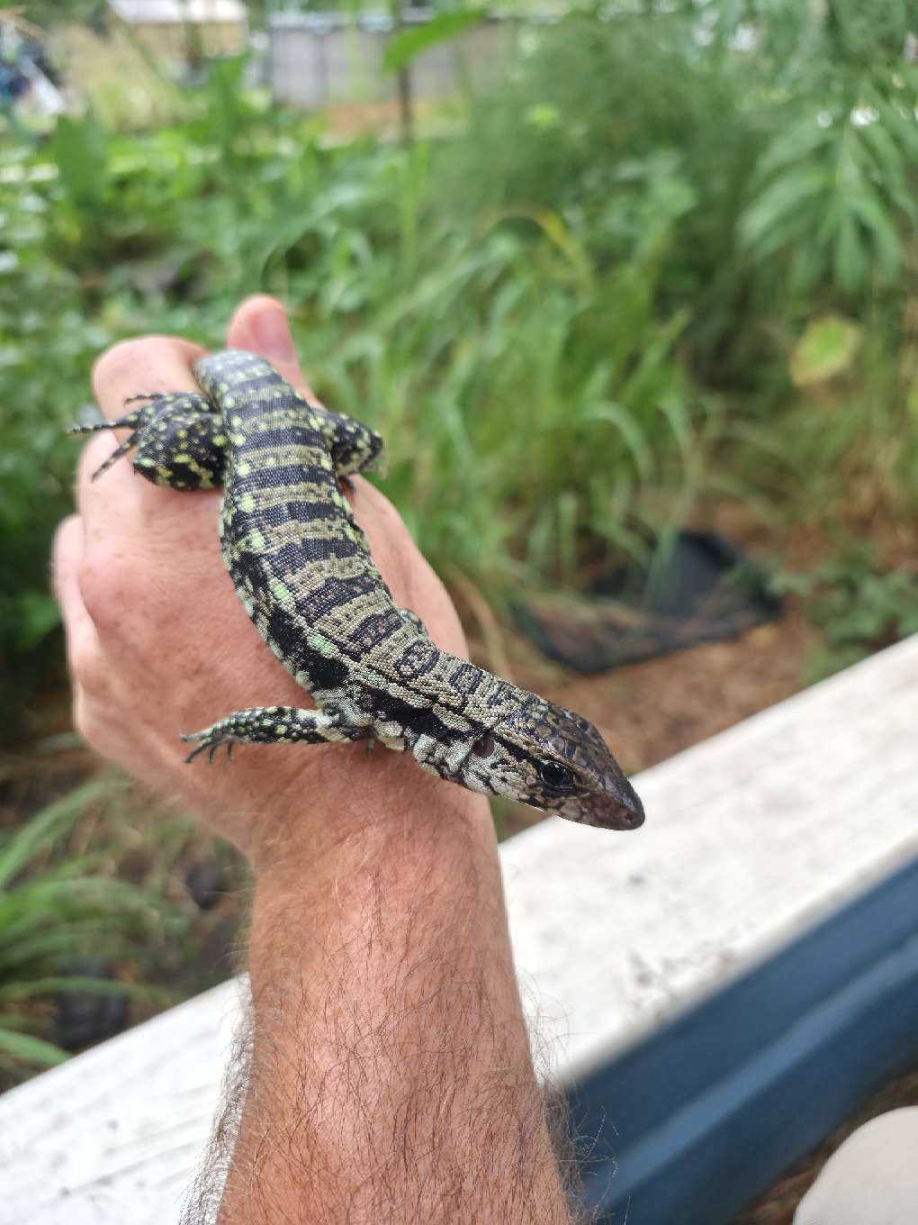 Male Blue Tegu- Aang x Tails