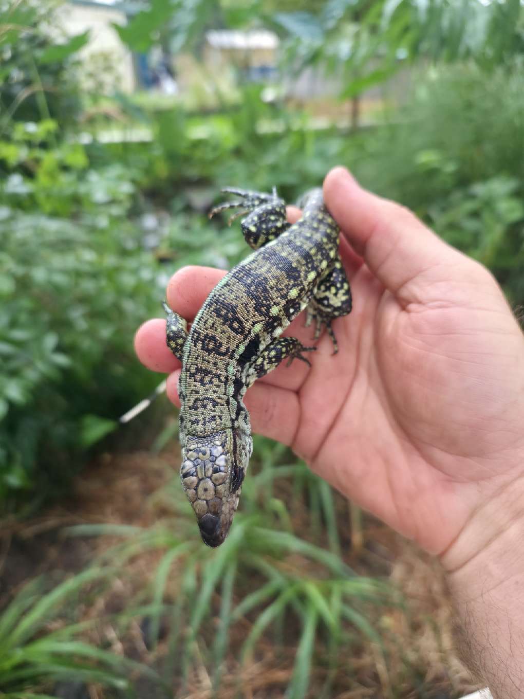 Male Blue Tegu- Aang x Tails