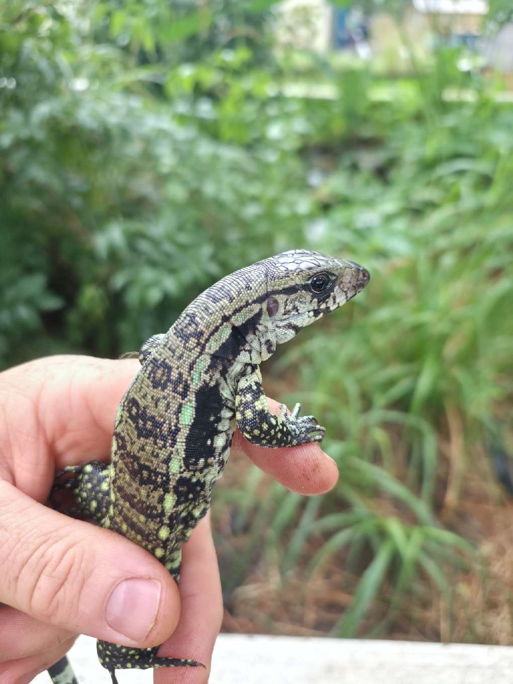 Male Blue Tegu- Aang x Tails