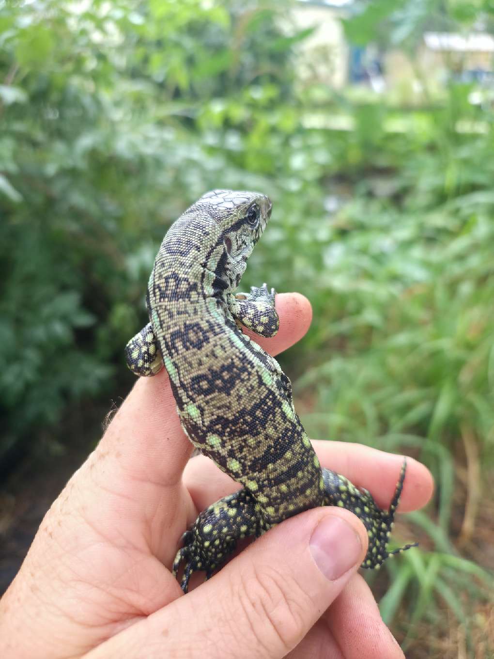 Male Blue Tegu- Aang x Tails