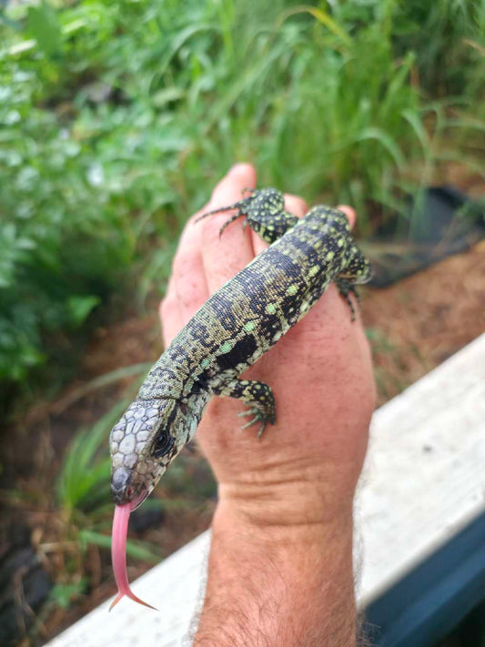 Male Blue Tegu- Aang x Tails