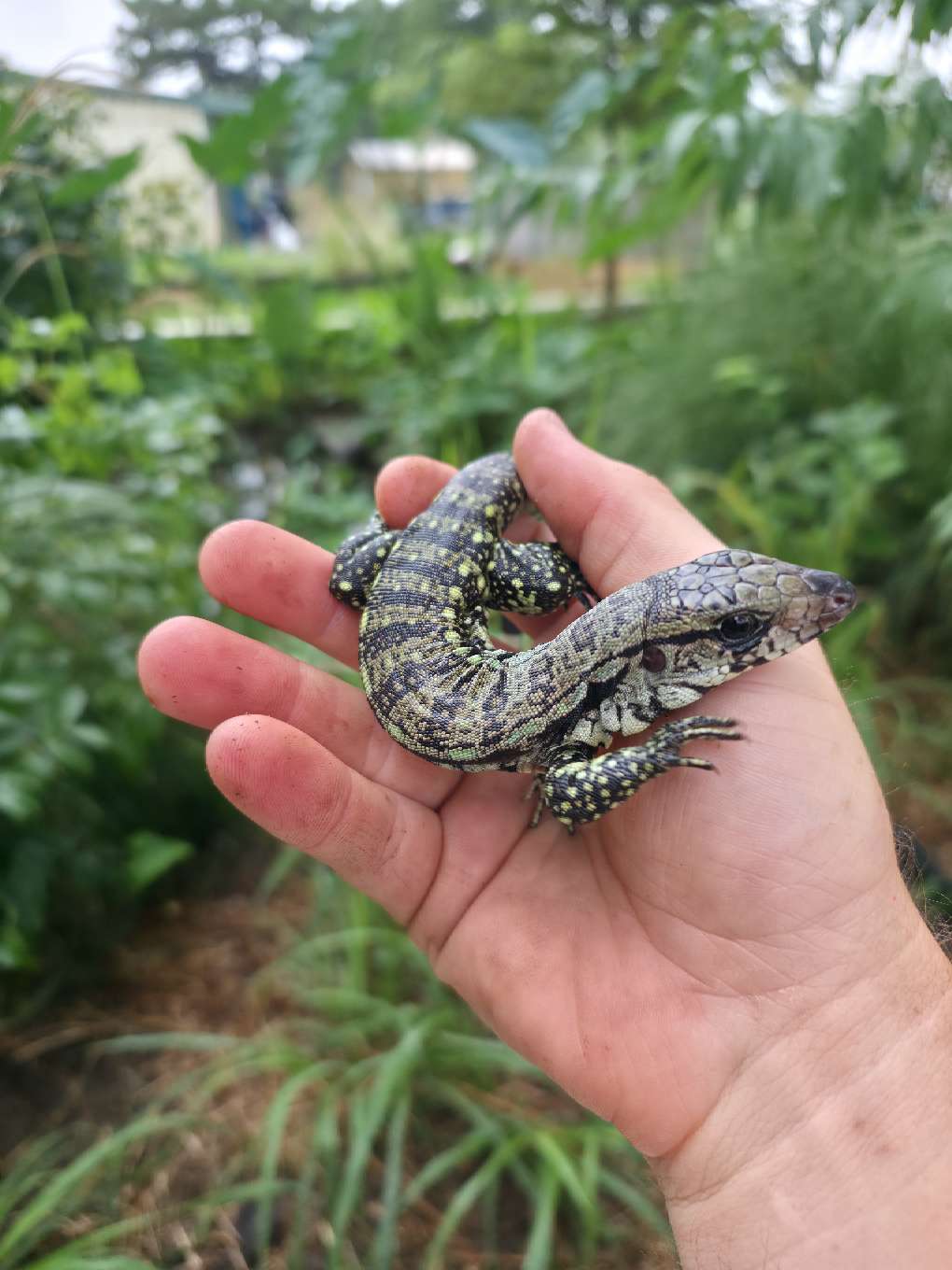 Male Blue Tegu- Aang x Tails