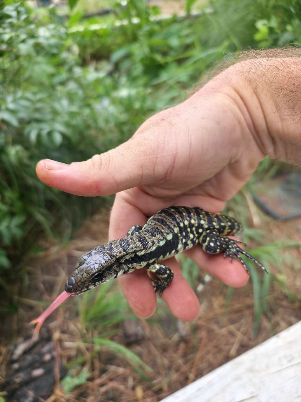Female Blue Tegu 66% Het Albino- Azurite x Triana
