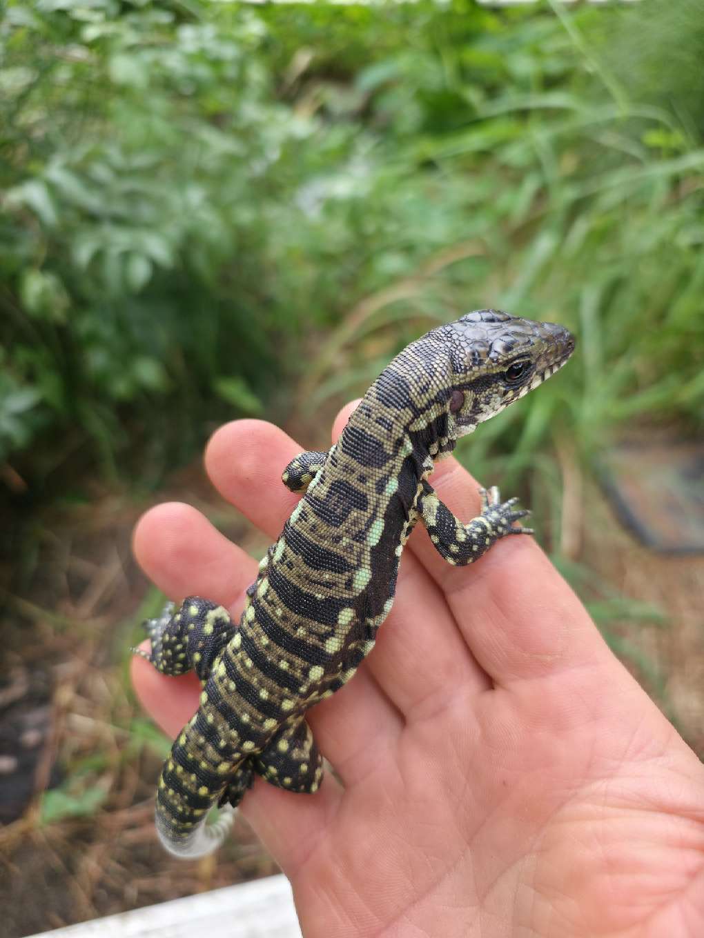Female Blue Tegu 66% Het Albino- Azurite x Triana