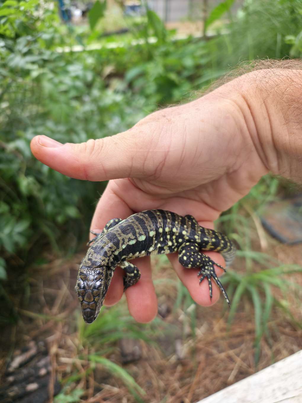 Female Blue Tegu 66% Het Albino- Azurite x Triana