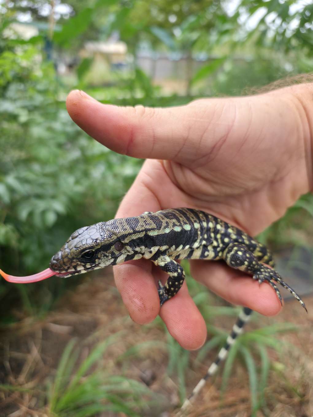 Female Blue Tegu 66% Het Albino- Azurite x Triana