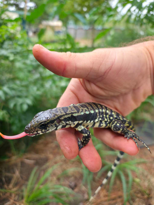 Female Blue Tegu 66% Het Albino- Azurite x Triana