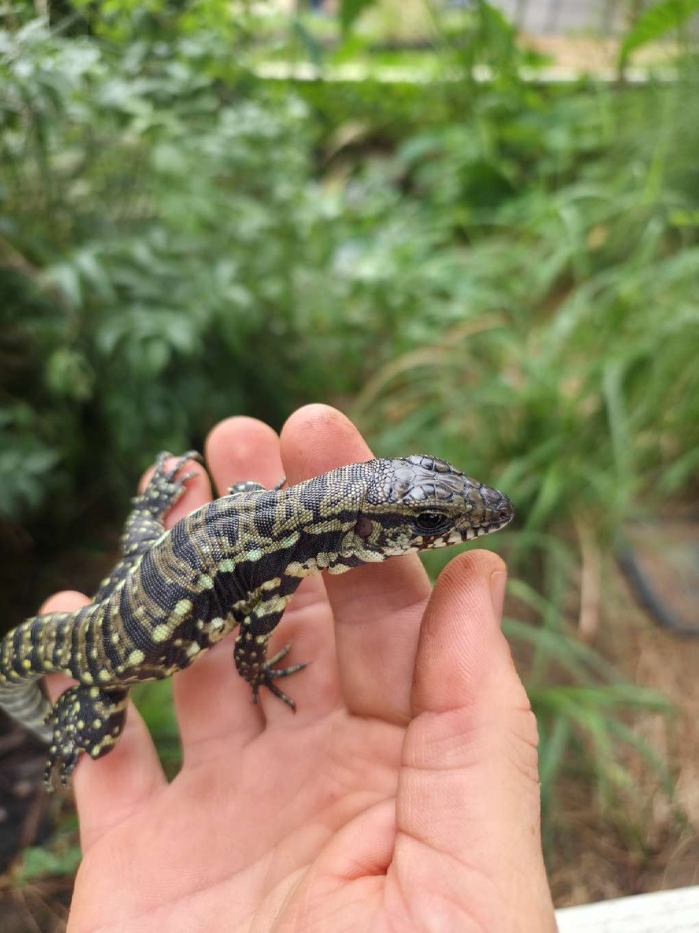 Female Blue Tegu 66% Het Albino- Azurite x Triana