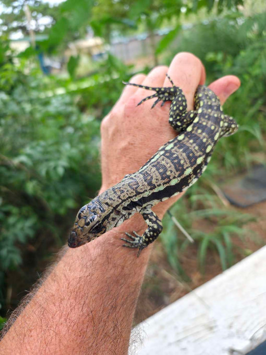 Male Blue Tegu - Bandit x Wendy