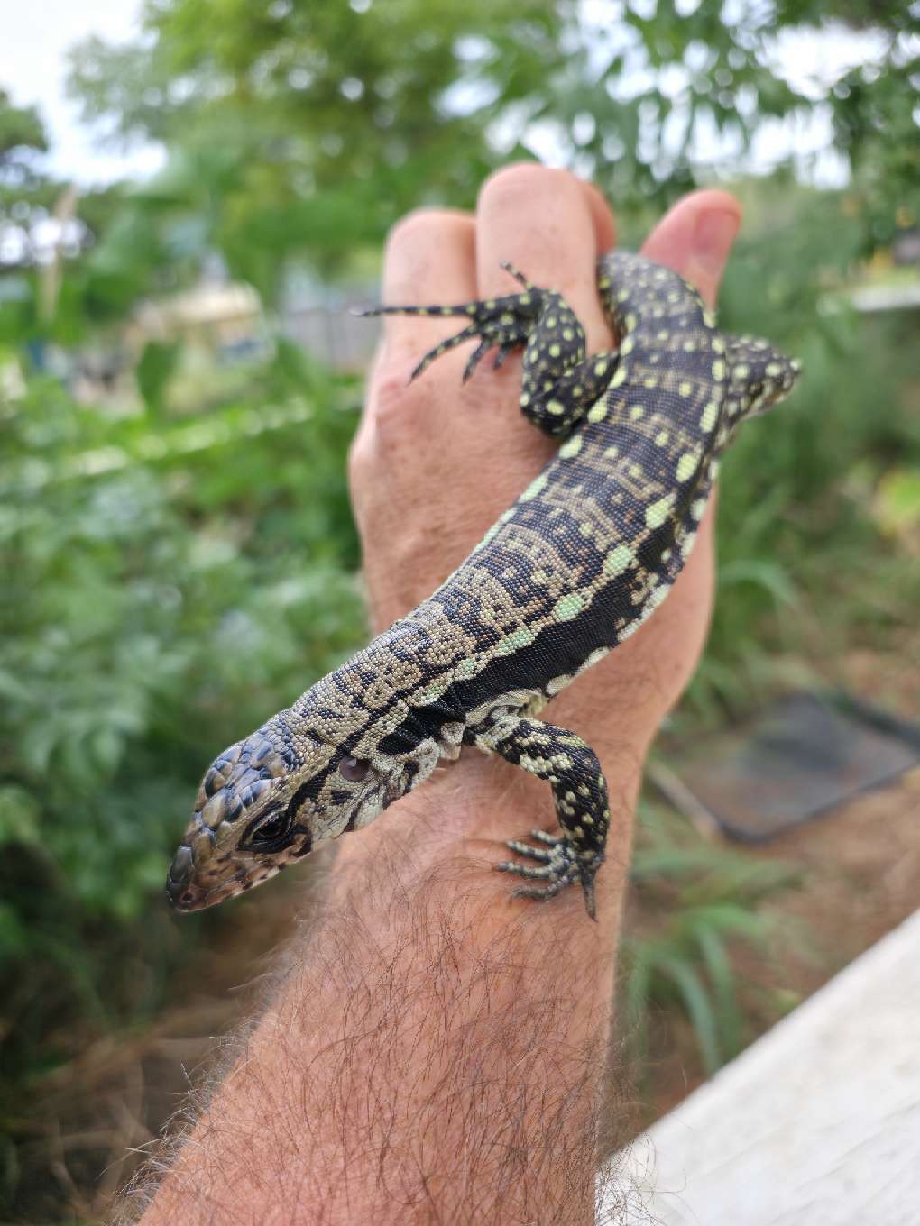 Male Blue Tegu - Bandit x Wendy