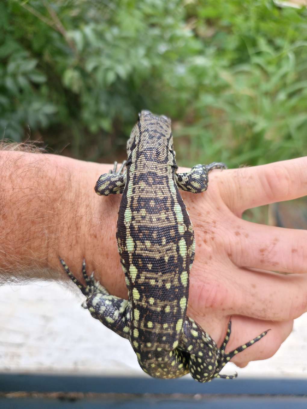 Male Blue Tegu - Bandit x Wendy