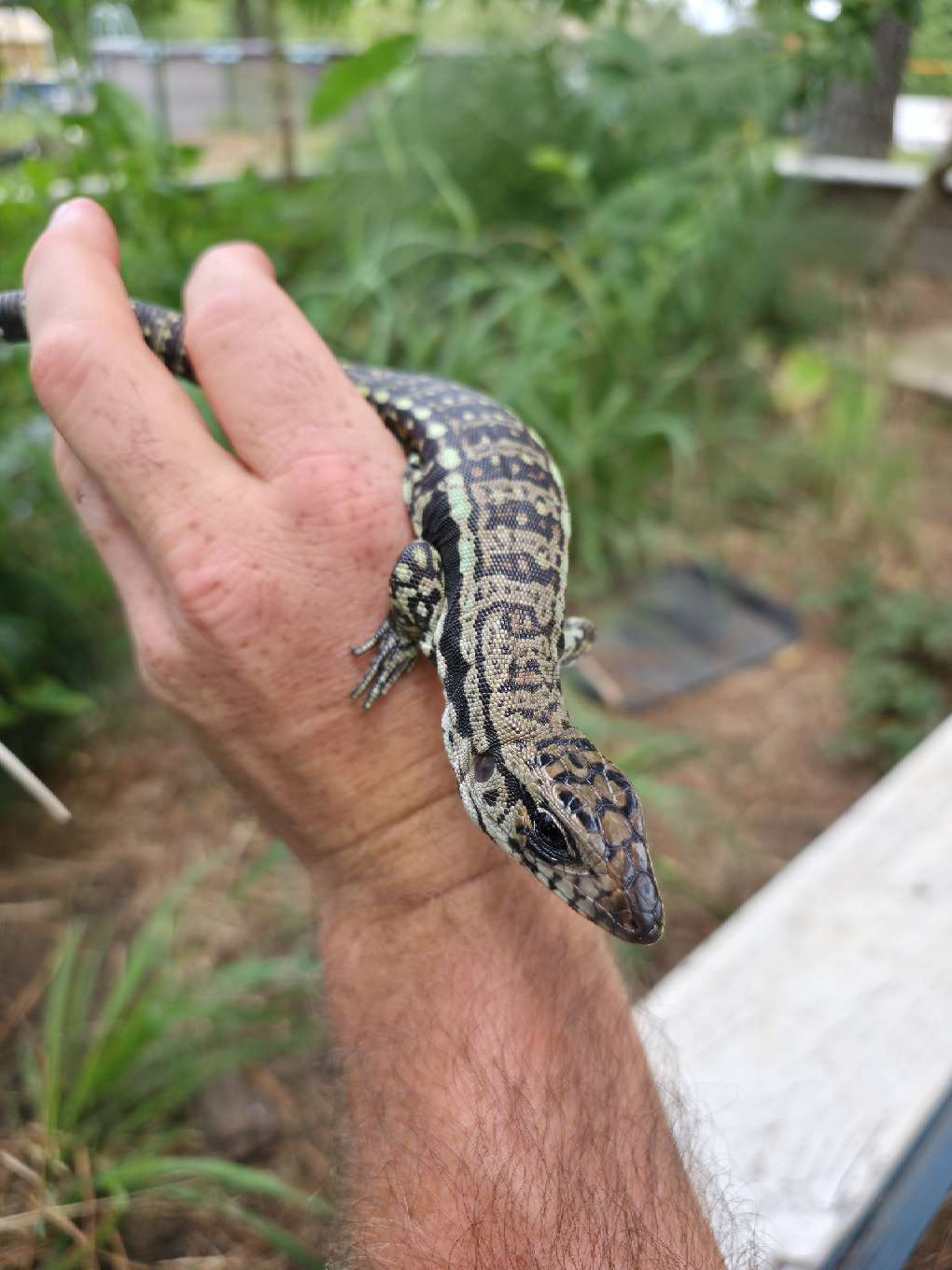 Male Blue Tegu - Bandit x Wendy