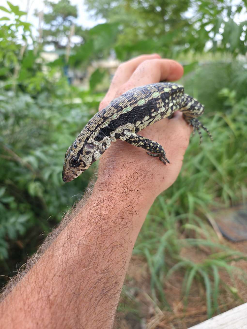 Male Blue Tegu - Bandit x Wendy