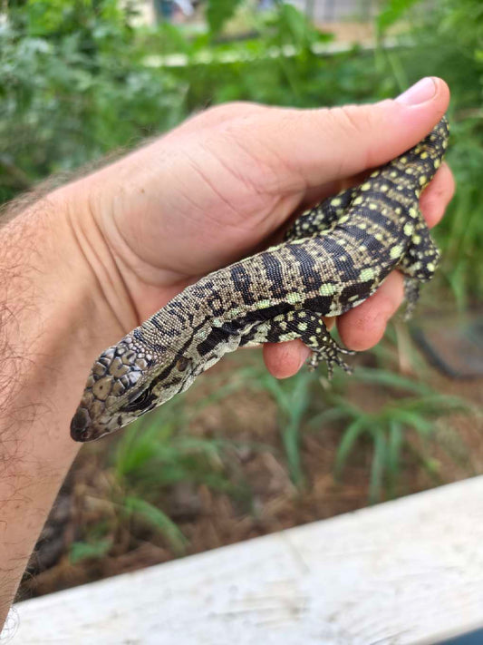 Female Blue Tegu - Bandit x Wendy
