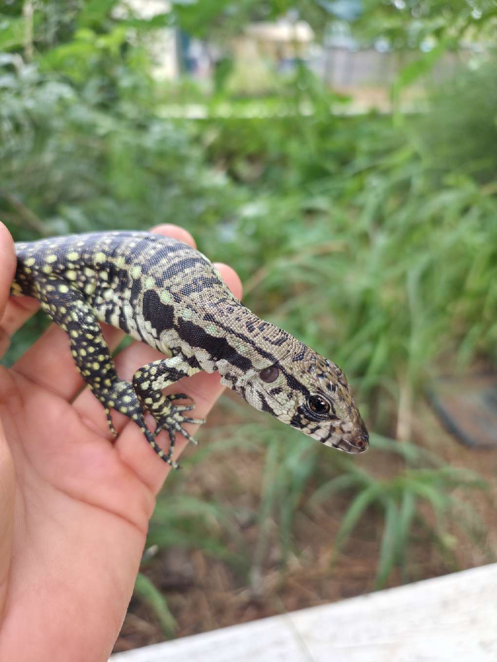 Female Blue Tegu - Bandit x Wendy