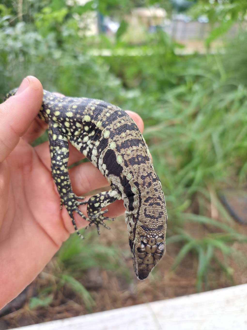 Female Blue Tegu - Bandit x Wendy