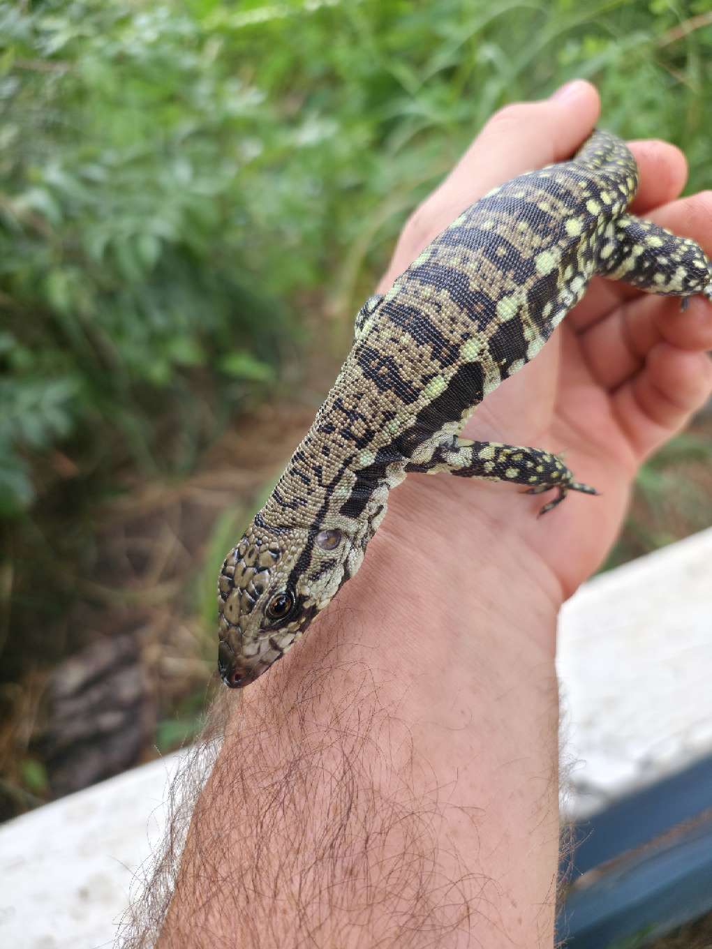 Female Blue Tegu - Bandit x Wendy