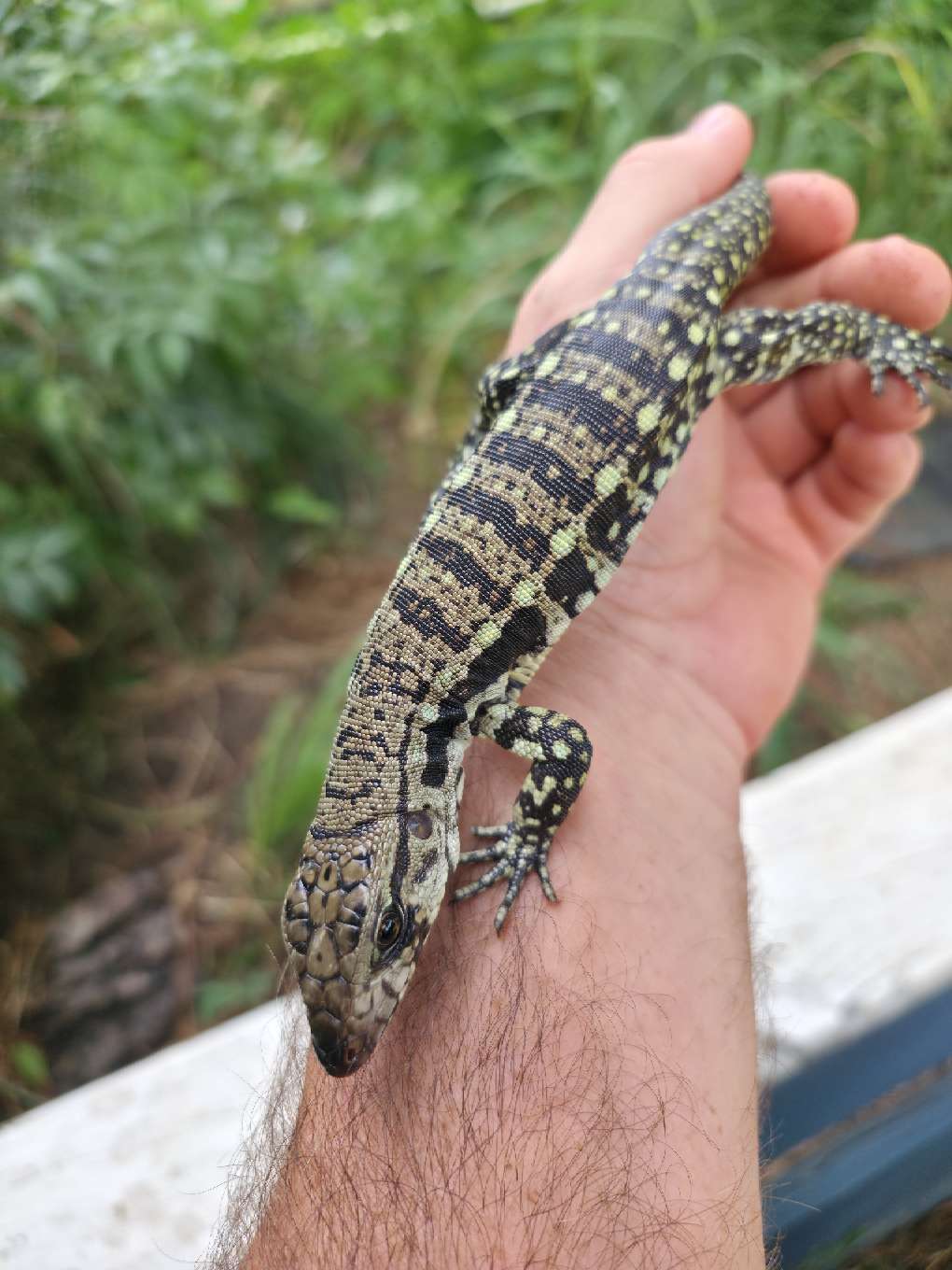 Female Blue Tegu - Bandit x Wendy