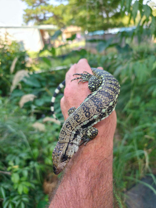 Male Blue Tegu- Aang x Tails