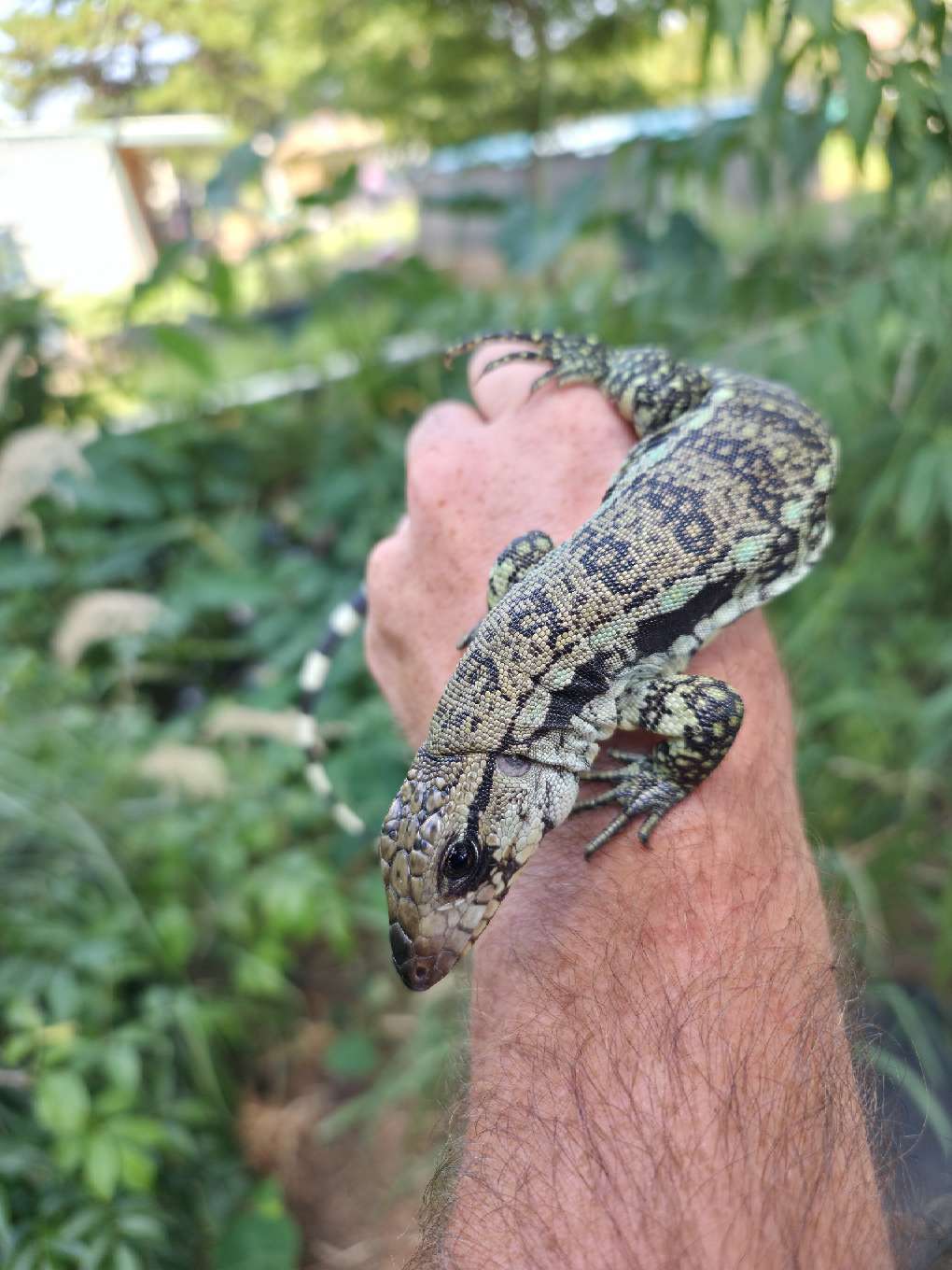 Male Blue Tegu- Aang x Tails