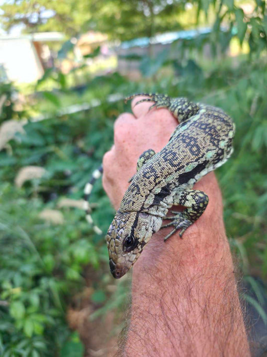 Male Blue Tegu- Aang x Tails