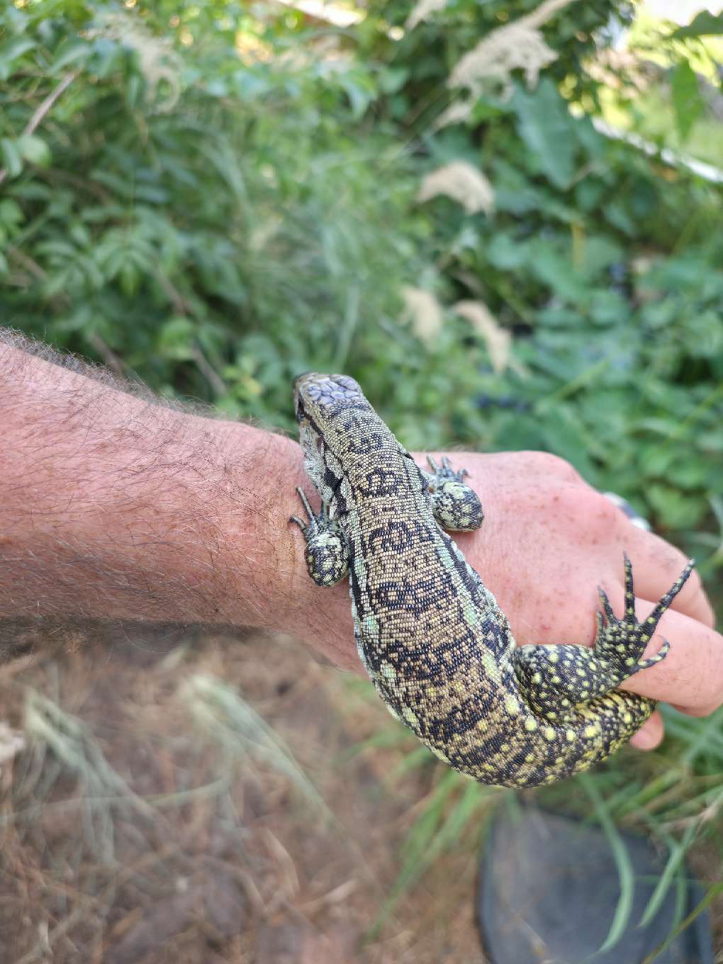 Male Blue Tegu- Aang x Tails