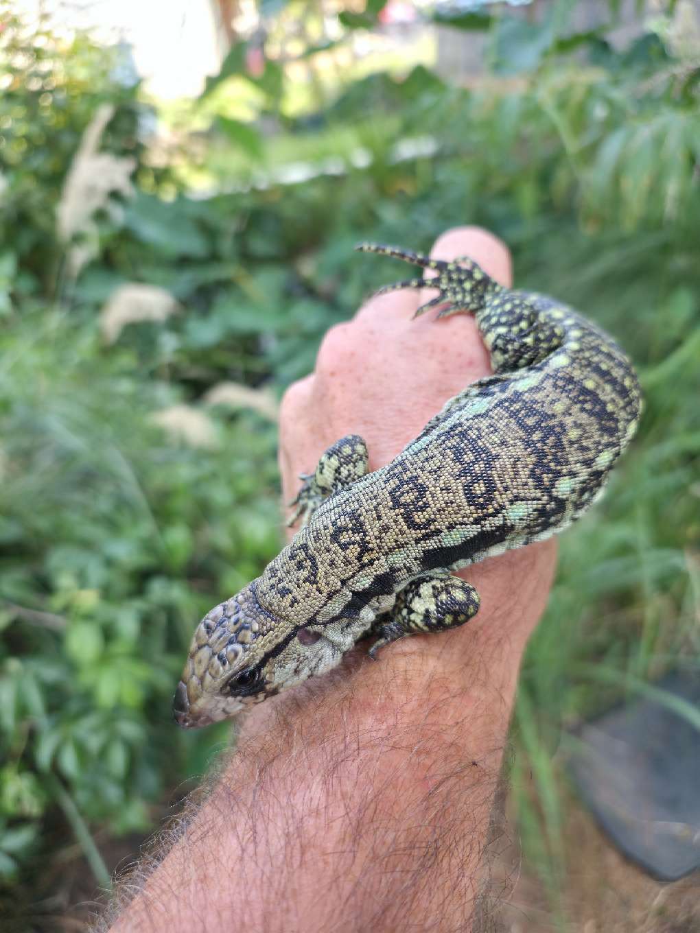 Male Blue Tegu- Aang x Tails