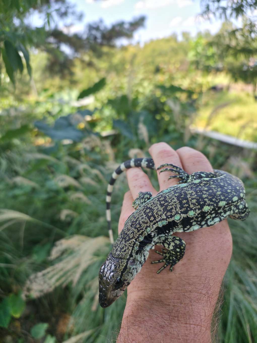 Male Blue Tegu- Aang x Tails