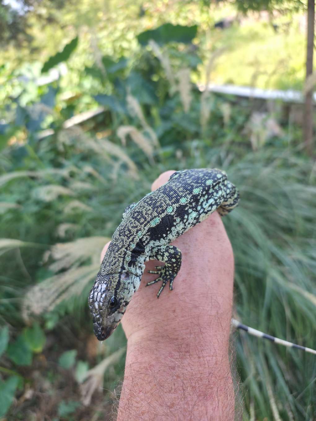 Male Blue Tegu- Aang x Tails