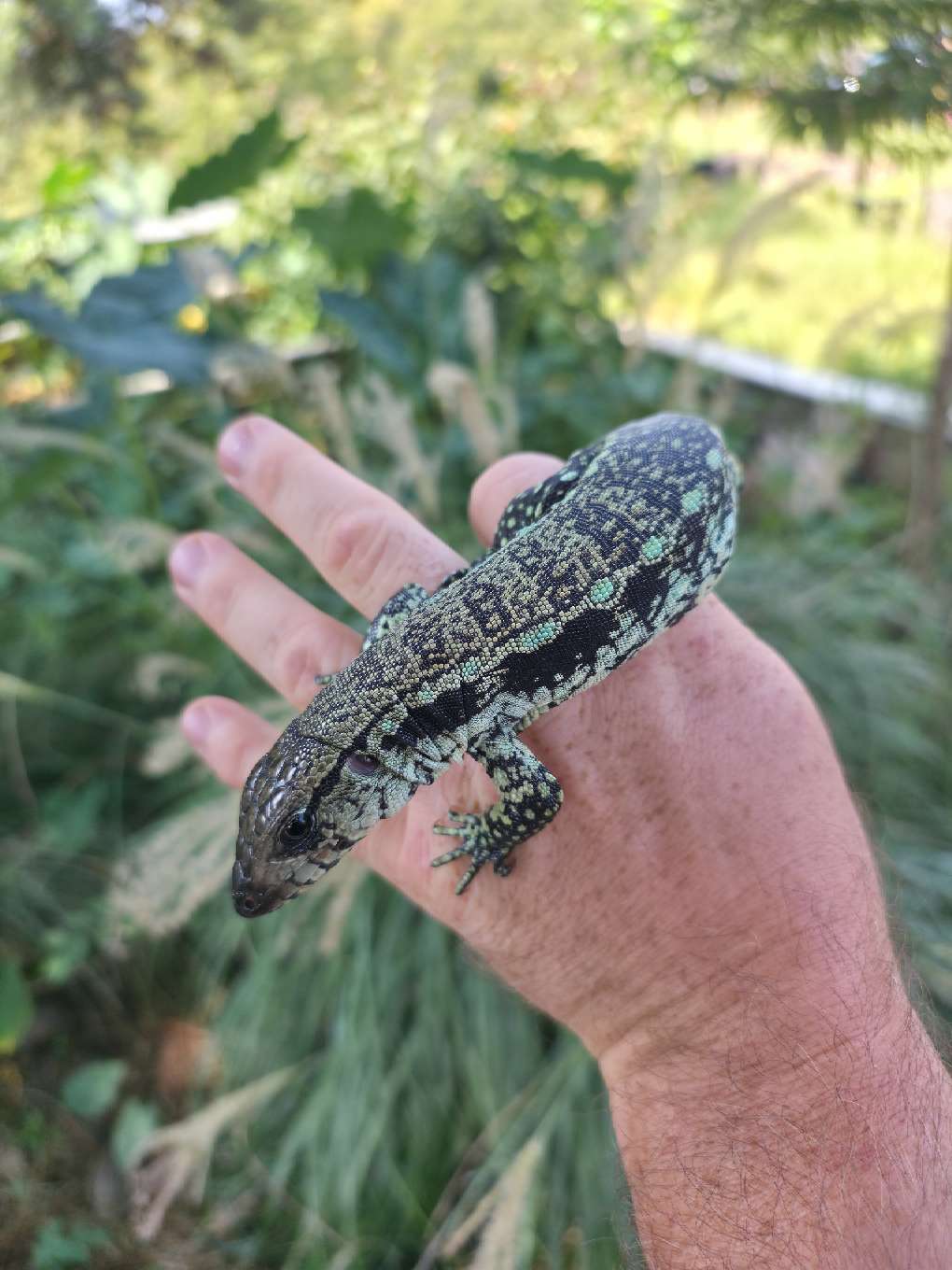 Male Blue Tegu- Aang x Tails