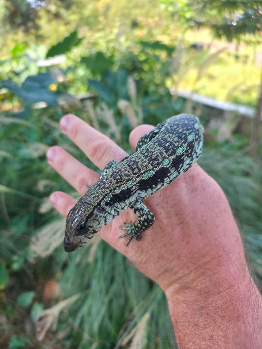 Male Blue Tegu- Aang x Tails