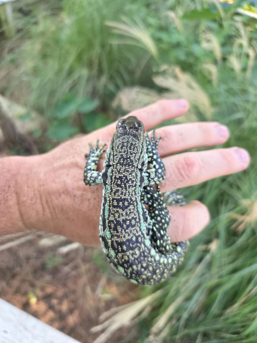 Male Blue Tegu- Aang x Tails