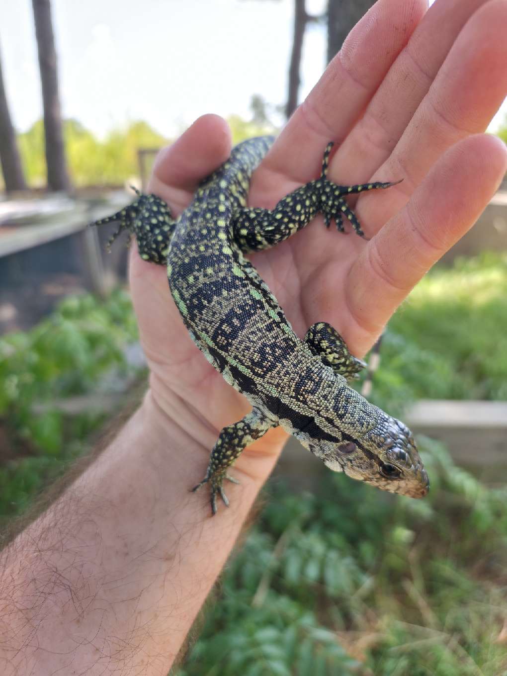 Male Blue Tegu- Aang x Tails