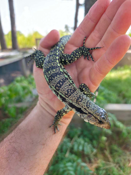 Male Blue Tegu- Aang x Tails