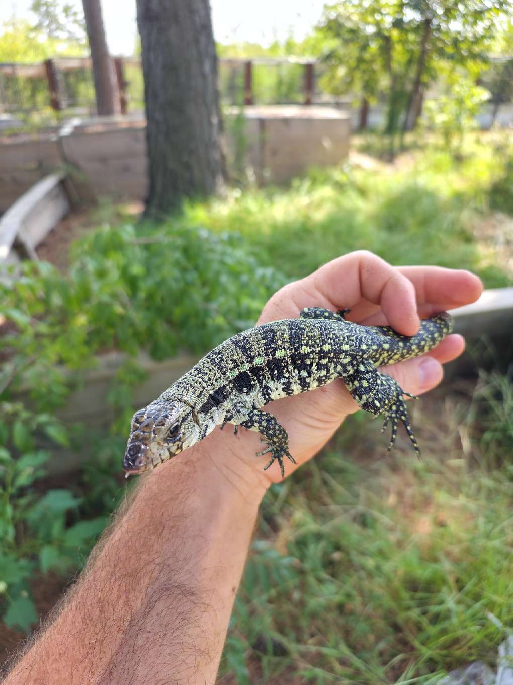 Male Blue Tegu- Aang x Tails