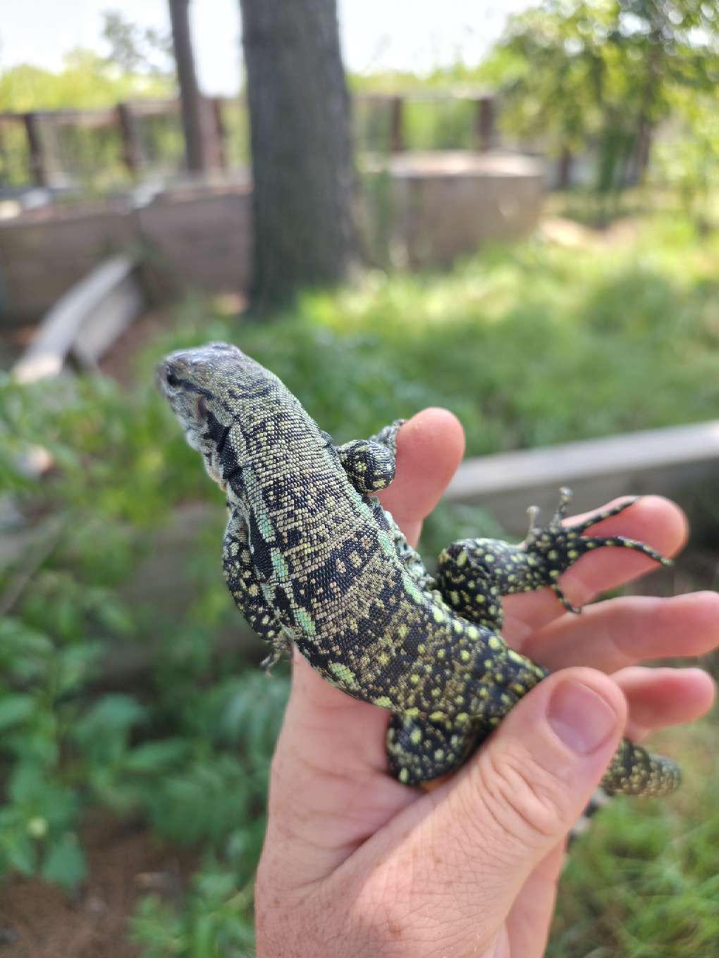 Male Blue Tegu- Aang x Tails