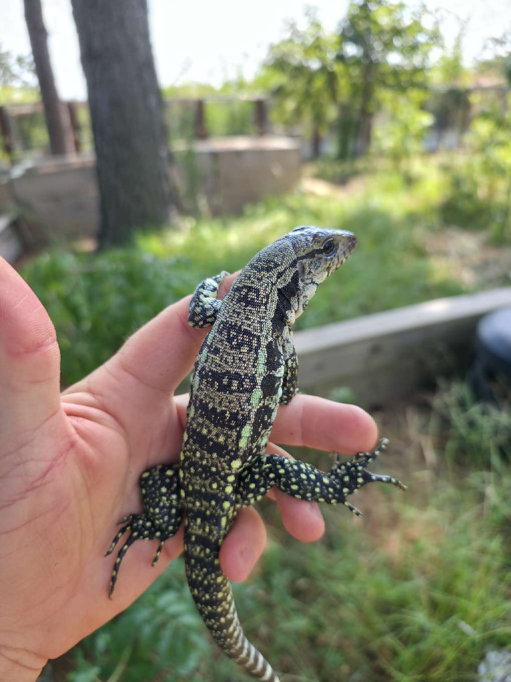 Male Blue Tegu- Aang x Tails