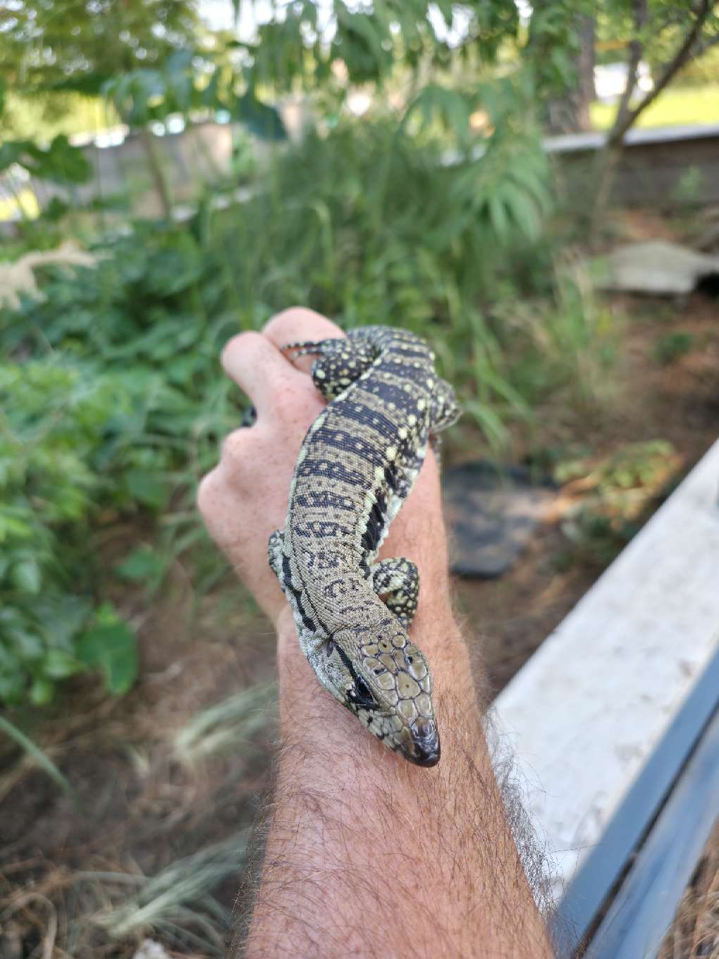 Female Blue Tegu- JJ x Tiffany