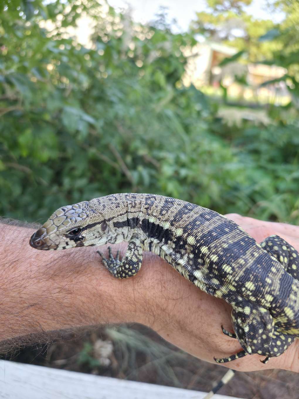 Female Blue Tegu- JJ x Tiffany