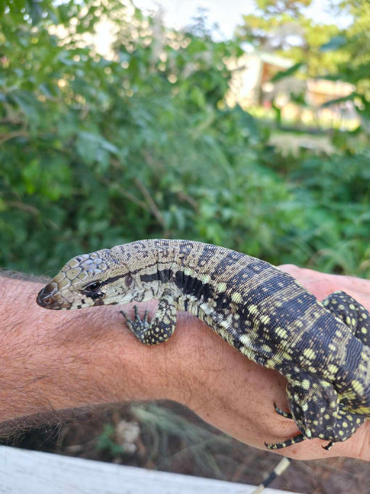 Female Blue Tegu- JJ x Tiffany