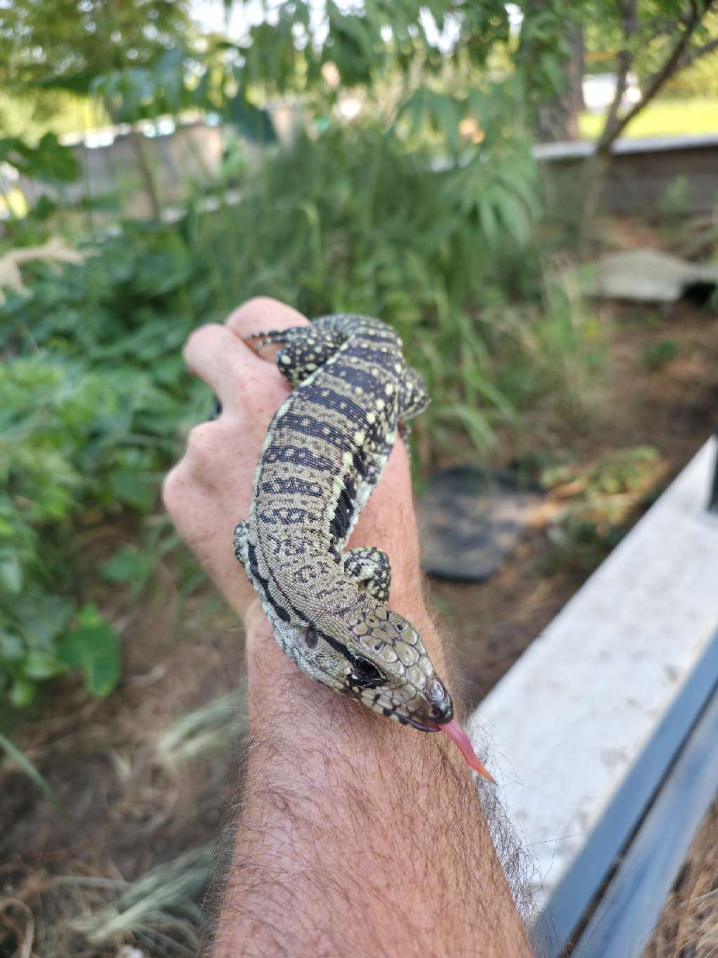 Female Blue Tegu- JJ x Tiffany